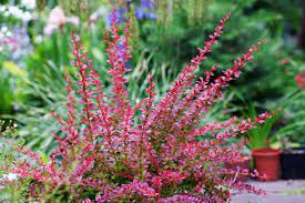 These full sun perennials will thrive in a garden with lots of light. Zone 9 Shrub Varieties Common Zone 9 Bushes For The Landscape