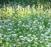 Buckwheat Seed Food Plot Seedland Com Food Plot Food Plots For Deer Deer Food