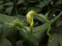 Image result for Peponium