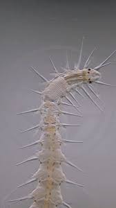 Image result for Polychaeta spp.