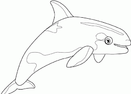 beluga whale drawing coloring home galeries d&#x00027;inspiration voix visuelles ersad coloriages
