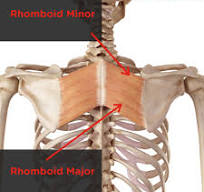 Analyse Musculaire: Muscle Rhomboïde