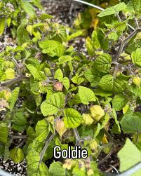 Image result for Physalis peruviana