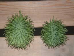 Image result for Cucumis anguria