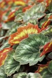 Image result for Begonia ampla