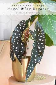 Angel Wing Begonia Plant Care Begonia Plant Care Begonia Maculata