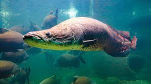 Protections For The Pangolin May Threaten An Already Endangered Fish Earth Com