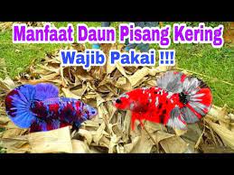 Ikan nila merupakan ikan yang hidup di air tawar, ikan yang satu ini sangat mudah sekali untuk di. Manfaat Daun Pisang Kering Untuk Ikan Cupang Youtube