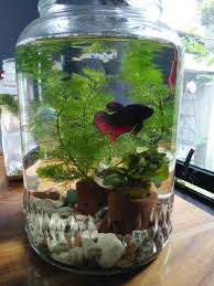 Most betta keepers house their bettas in unfiltered tanks, without an aerator or. Betta Need 2 5 Gallons A Place To Hide Temperatures Of 72 80 Degrees Fahrenheit And A Filter This Doesn T Fish Aquarium Decorations Diy Fish Tank Pet Fish