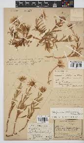 Image result for Hirpicium bechuanense