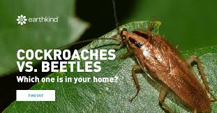 They call arizona home and chances are you've seen them in your backyard, especially during the monsoon. Cockroach Vs Beetle Differences How To Identify Earthkind