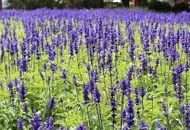 Whatever your landscaping requirements are, there are purple perennial flowers to suit your. Native Plants Of Ontario You Should Grow In Your Garden Eising Greenhouse And Garden Centre Norfolk Cou Native Plants Ontario Flowers Native Plant Gardening