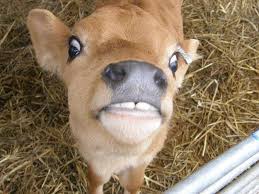 As Well As An Awkward Phase Cows Funny Awkward Animals Cow Photos