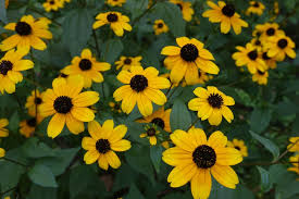 Image result for Renealmia susanneae-katziae