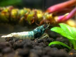 Blue Steel Shrimp Udang Hiasan