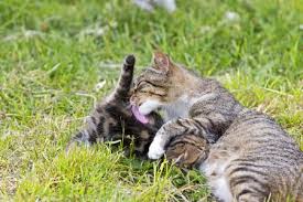 A young athletic cat obviously can jump higher than a tiny kitten, an obese kitty or elderly cat with arthritis. How Long Does It Take For A Cat S Milk Supply To Dry Up