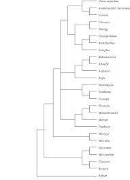 Image result for Allophylus lastoursvillensis