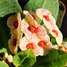 Image result for Euphorbia eylesii