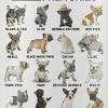 The reason why rare french bulldog colors are not approved by the akc is the fact that such frenchies didn't exist when they first established the rule of standard colors. 3