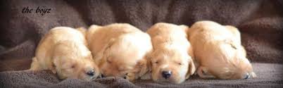 Le livre numérique (en anglais : Akc Dark Red Golden Retriever For Sale In Lexington North Carolina Classified Americanlisted Com