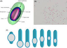 Bacterial Spore - an overview | ScienceDirect Topics