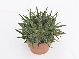 Image result for Alafia zambesiaca