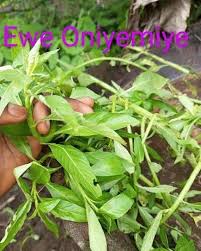 Image result for Bacopa floribunda