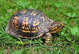 Adopt a breed that can adapt well to your space and lifestyle. Do Turtles Make Good Pets Reptifiles