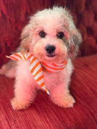 I know this a long shot, but I'm trying this before the humane society. I  have had this cat for 4 years since he was a kitten. He's very sweet,  cuddly, etc.