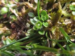 Image result for Stellaria pallida