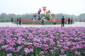 Tulip season tour blooming in holland / musim bunga tulip di belanda di belanda #tamanbungatulip#hidupdibelanda#tulipsfield. My China Trip Shanghai Day 3 Berjuta Tulips Di Shanghai Flower Port