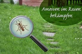 Ameisen Im Rasen Bekampfen 10 Naturliche Hausmittel
