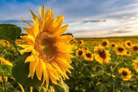 Damit die samen zu keimen beginnen benötigt die sonnenblume konstante temperaturen über 8 grad celsius. Sonnenblumen Blutezeit Wann Ist Sie
