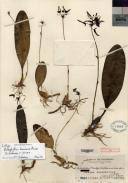 Image result for Bulbophyllum intertextum