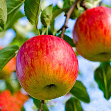 Browse and buy small fruit trees online via our easy to use webshop. Dwarf Fuji Apple Trees For Sale Brighterblooms Com