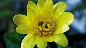 Maybe you would like to learn more about one of these? Signs Of Spring Bulbs Which Bloom In Winter Stuff Co Nz
