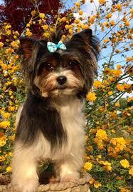 Are you looking for parti yorkies for sale in nc? 6 Best Yorkie Breeders In North Carolina 2021 We Love Doodles
