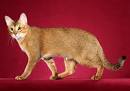 Chausie Cat Breeders: Fanciers Breeder Referral List