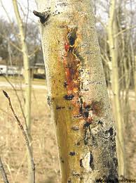 It may not be a fatal disease, but the spots caused by the moths ruin the beauty of the leaves of this tree. Stop Pests And Disease In Poplars And Aspens Winnipeg Free Press Homes