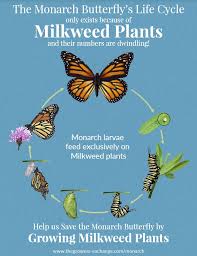 Although It Won T Be Official Until Mid March When The Mexican Government Releases The Winter S Population Co Monarch Butterfly Garden Milkweed Plant Milkweed