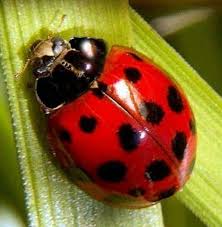 Black And Red Ladybug Meaning Pin By Krislivan On Ladybug Tattoo Ladybug Beautiful Bugs Lady Beetle