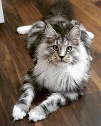 How To Keep A Maine Coon Cat Growth Chart For Maine Coon