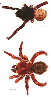 It is also the largest city in the county and the principal community in the central city micropolitan statistical area, which includes all of muhlenberg county. Taxonomic Revision Of The New World Members Of The Trapdoor Spider Genus Ummidia Thorell Araneae Mygalomorphae Halonoproctidae