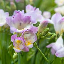Image result for Freesia