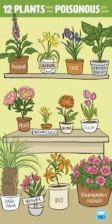 12 Plants That Are Poisonous For Dogs And Cats Cat Plants Toxic Plants For Cats Poisonous Plants