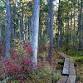 Bogs, Swamps, and Forests: Exploring the Lands of Loverens Mill