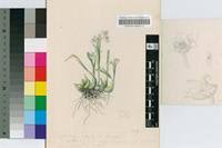 Image result for Polystachya ottoniana