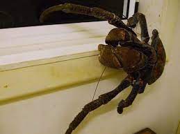 So many niueans have tasted coconut crab that it is now, i believe, a protected species so that the crabs. Absurd Creature Of The Week Enormous Hermit Crab Tears Through Coconuts Eats Kittens Wired