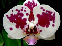 60 Orchid Blooming Orchid Rare Orchids Beautiful Orchids