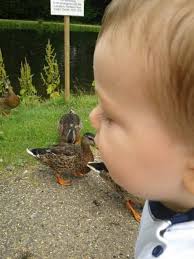 This Wood Pigeon was lured by my offer of food. Quite a pretty bird when  you see them up close. The eyes